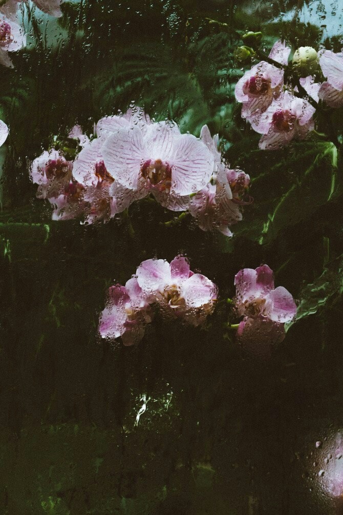 #orchids