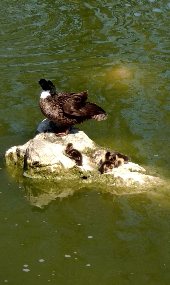 la maman et ses bébés