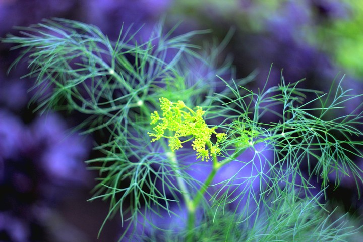 Just dill