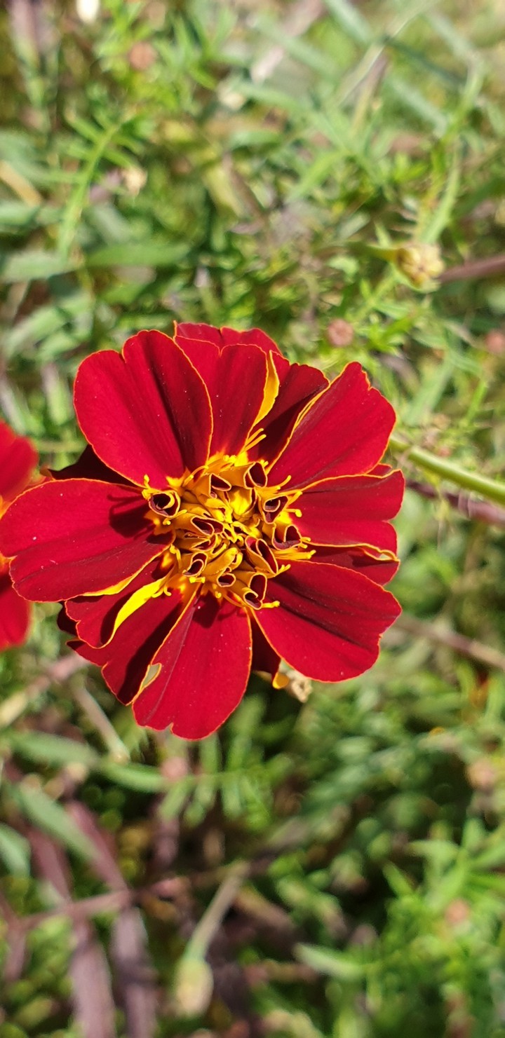 Marigold