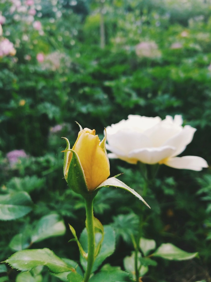 Yellow