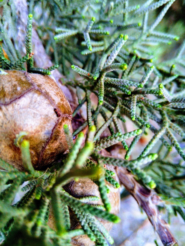 pine