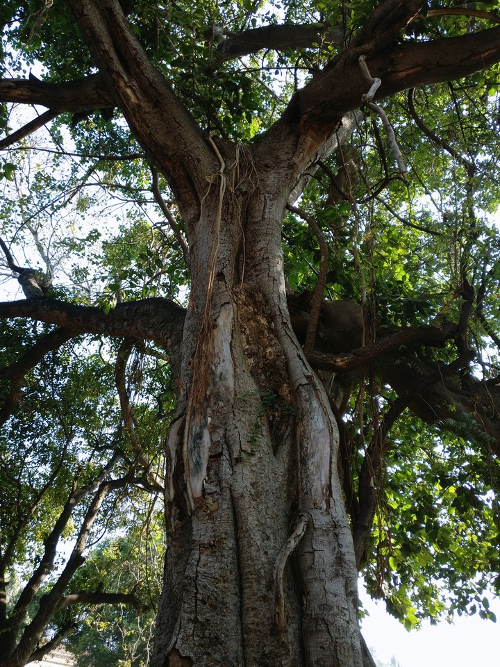 OLD TREE