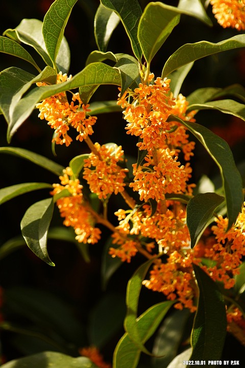 רקעים tasmannia, flower