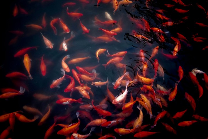 حوض خونمون