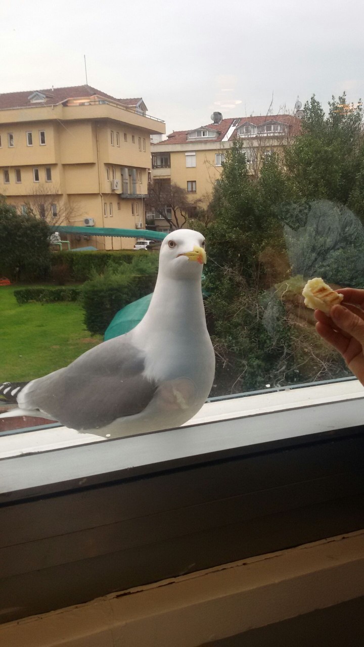 Martı