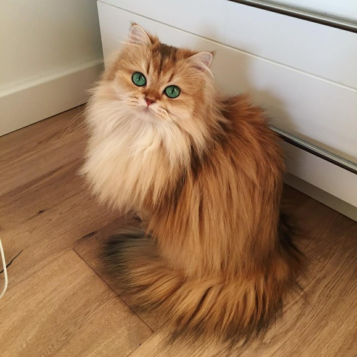 Green eyes