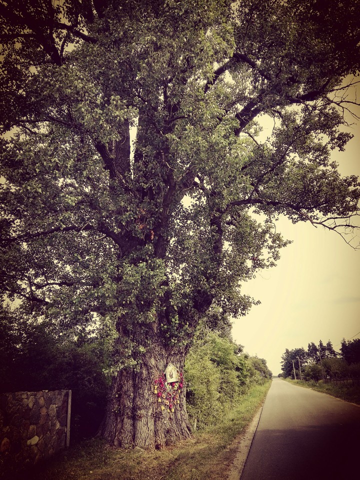 an old tree