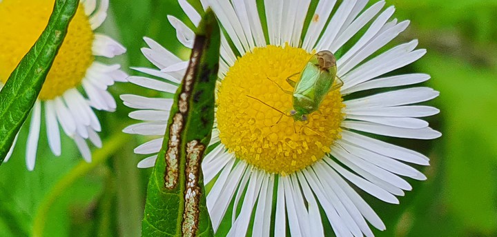 Bug on flower