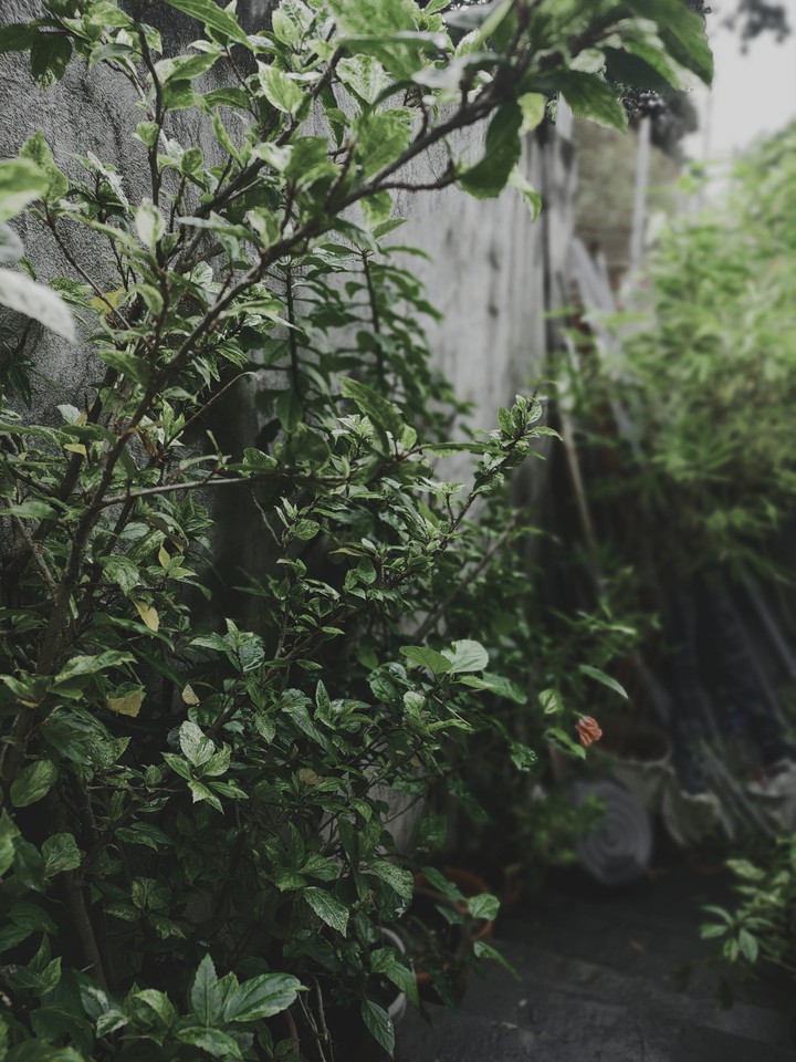 backyard garden