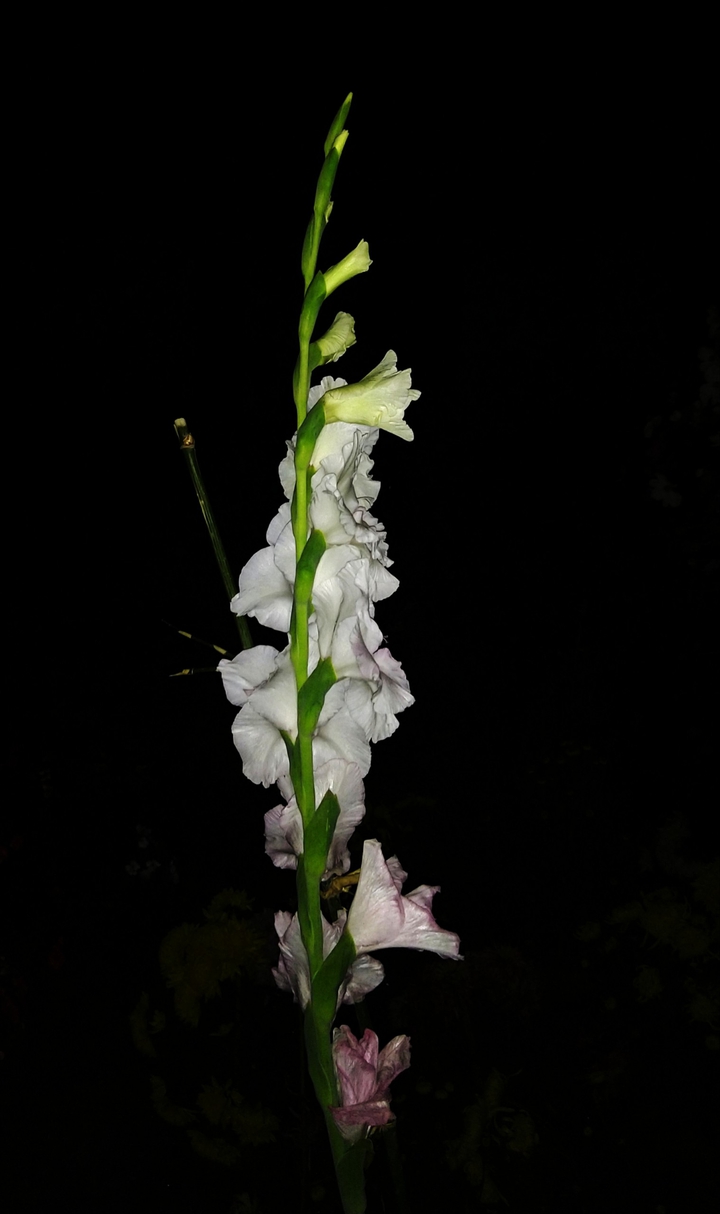Gladiolas