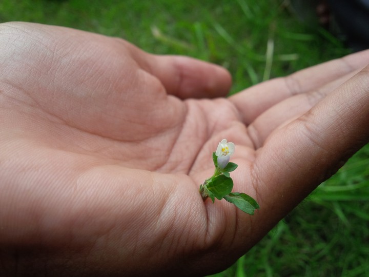 flower 