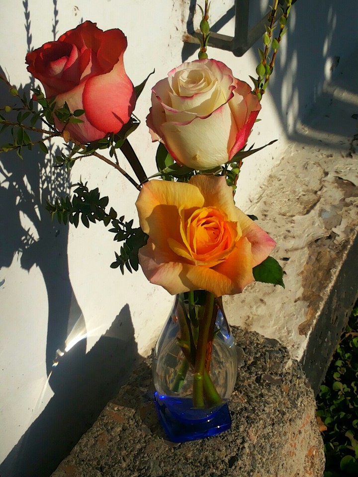 Rosas para mi Padre