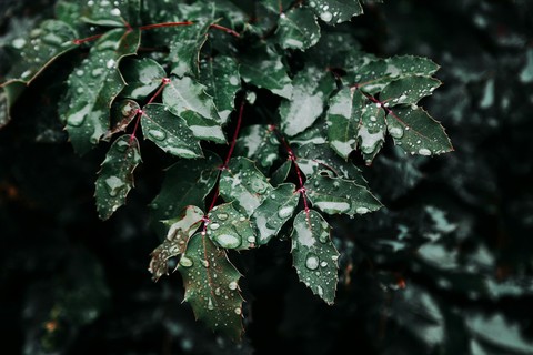 fonds d'écran herb, precipitation