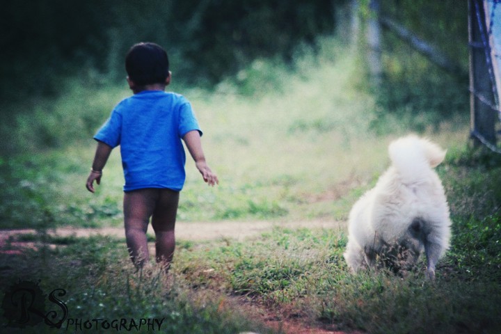 Best Companion