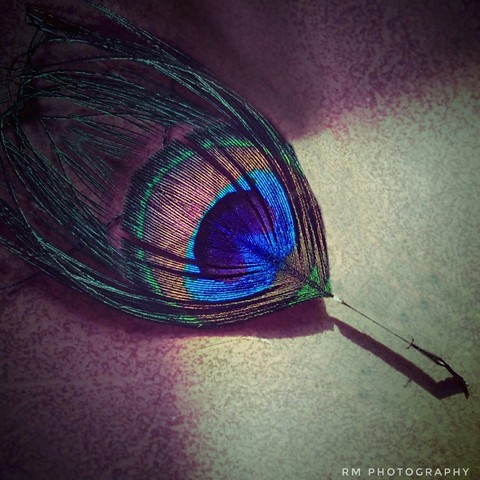Peacock Feather!!!