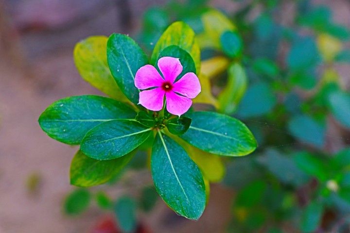 Flower