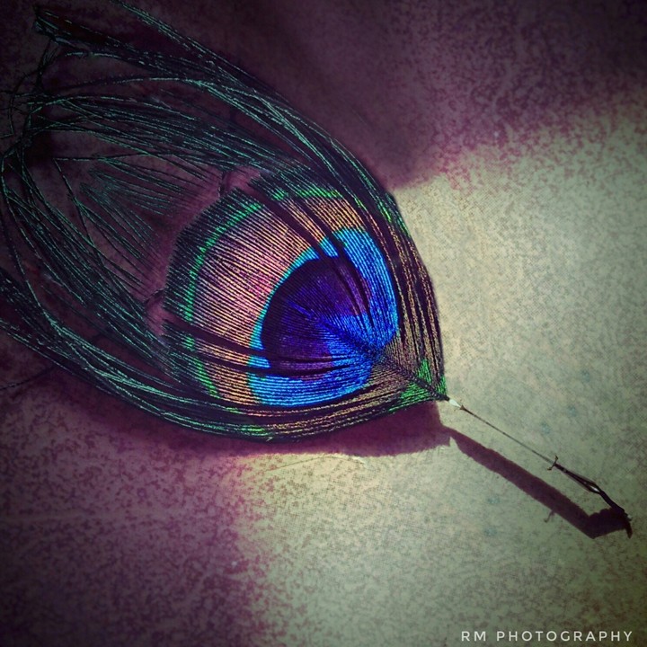 Peacock Feather!!!