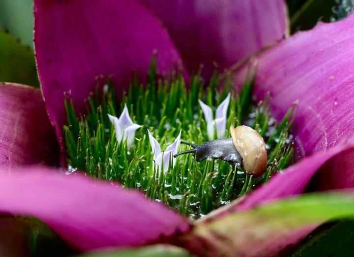 Beauty of Blossoming nature