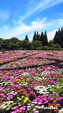 Flores Verano 2024