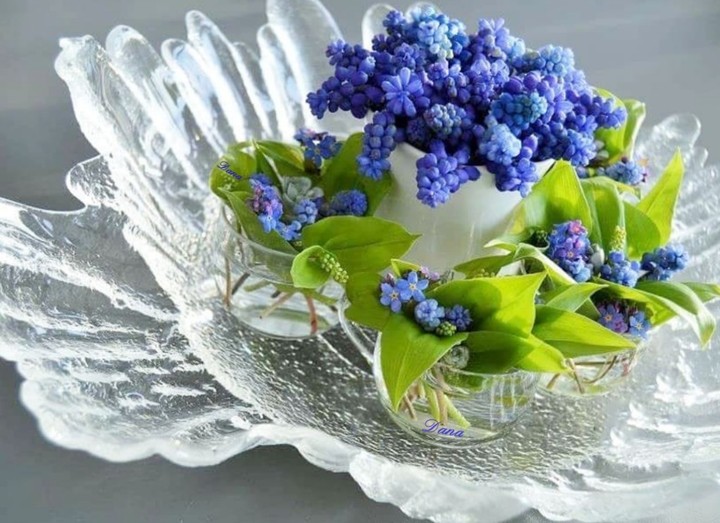 muscari & forget-me-not