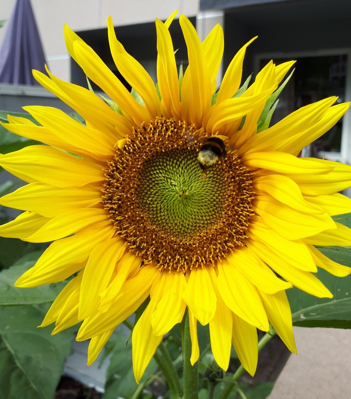 Sunflower