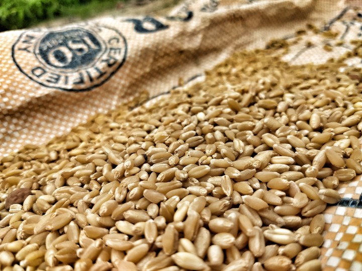 Wheat ?