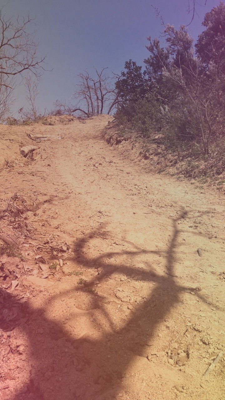 orman yolu