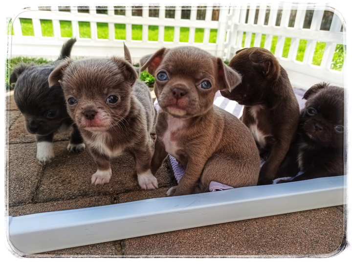 hundebabys