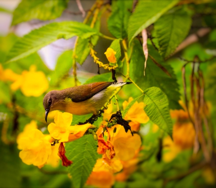 Birds