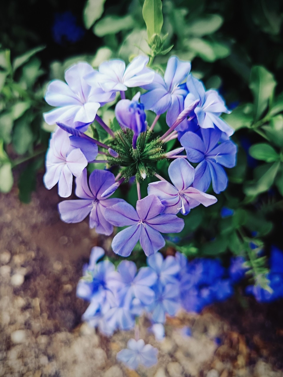 Fiori