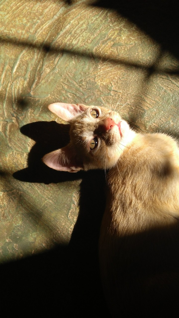 Felino dócil.