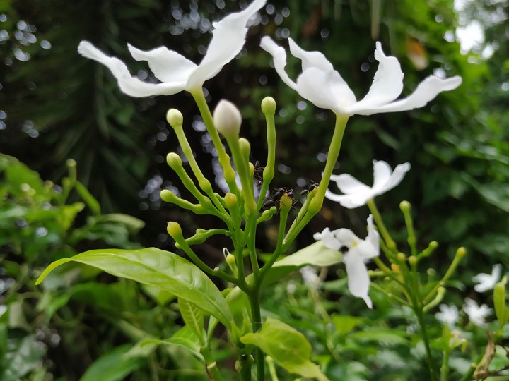 Nature's essence