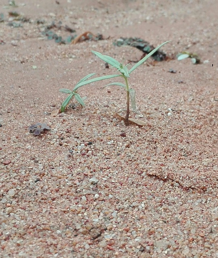 little plants