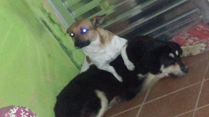 folgado