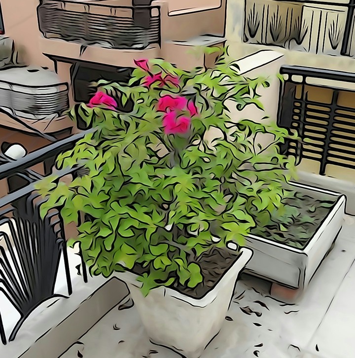 Snap in CARTOON MODE :-)