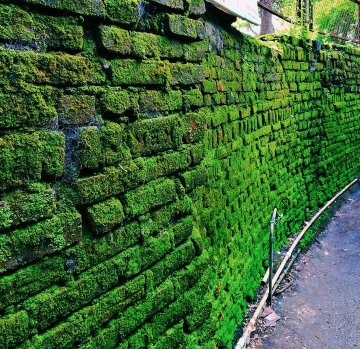 greenery everywhere