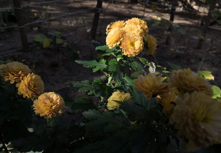 Autumn flowers