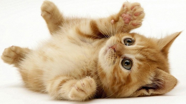 Just a kitten