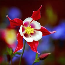 One better nice flower of the world.