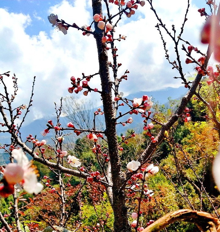 nature of himachal