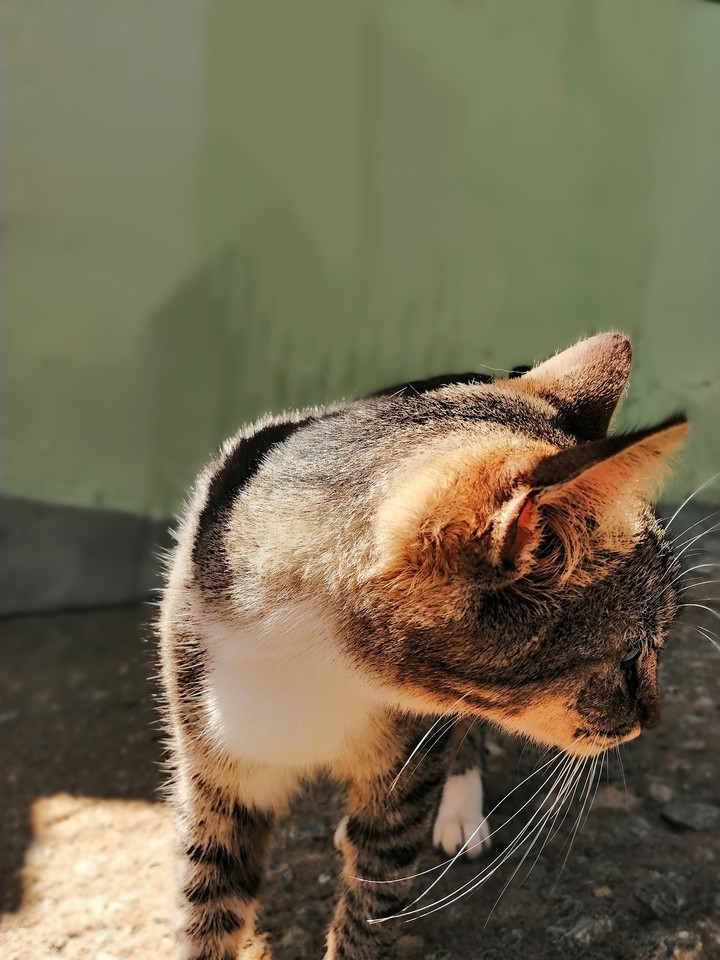 Cat ❤️