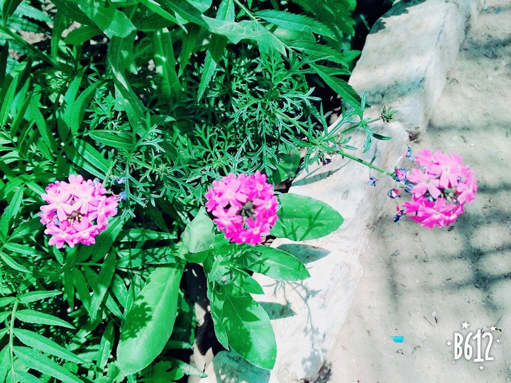 Purple Flowers
