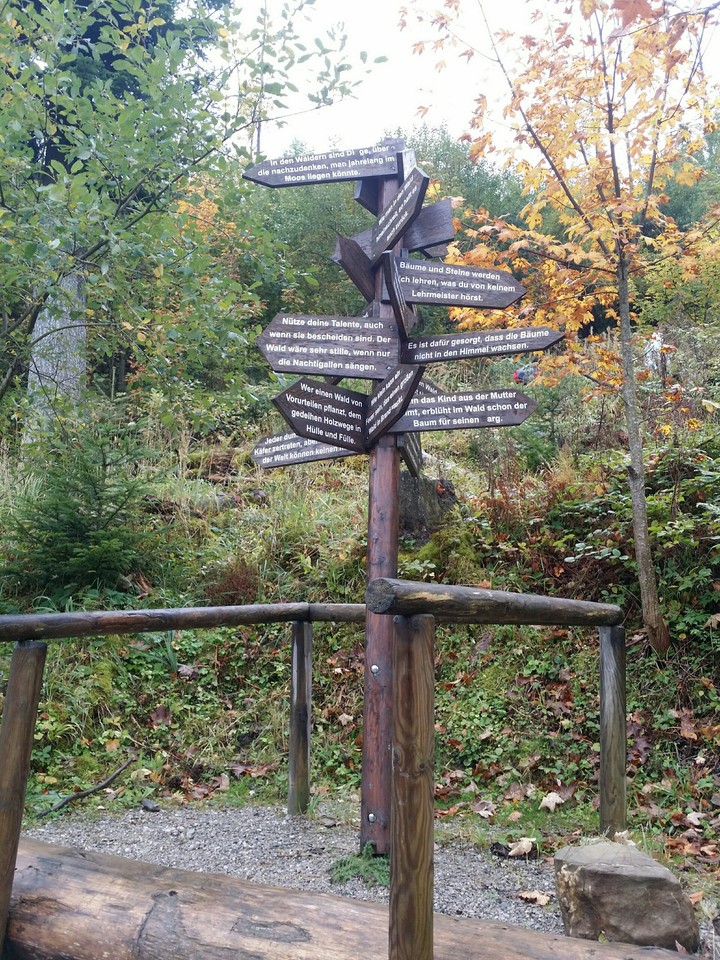 Lost in woods?!