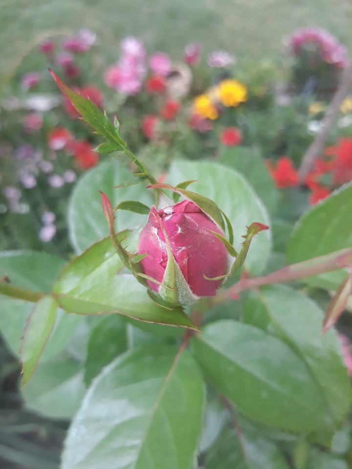 flowers