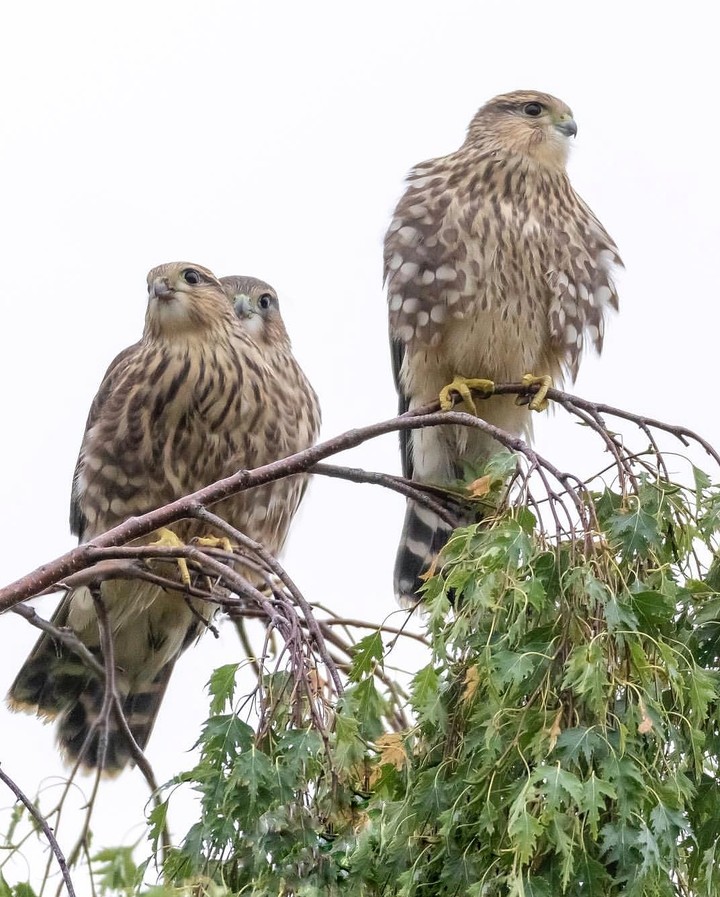 Merlin Falcon