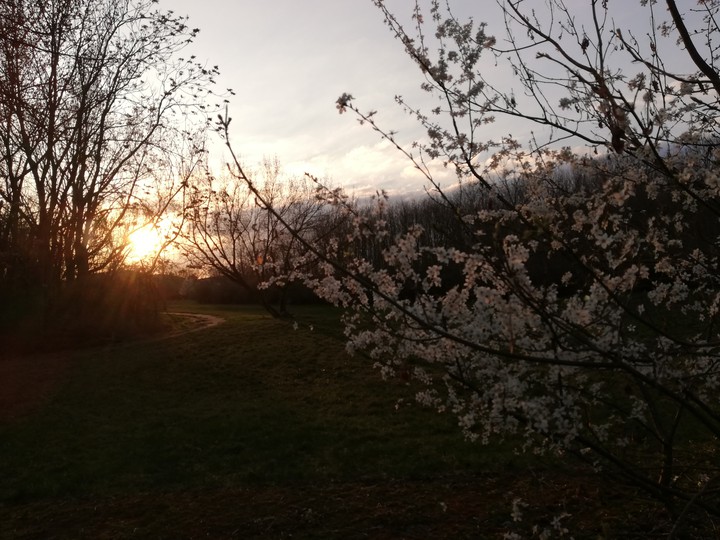sunset and blossoms