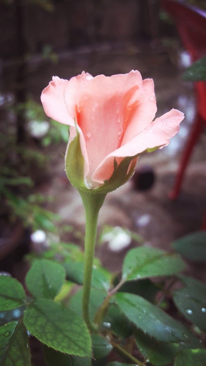 rose