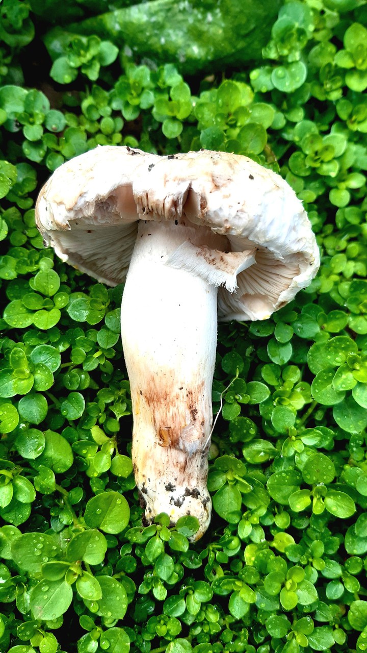 #Mashroom