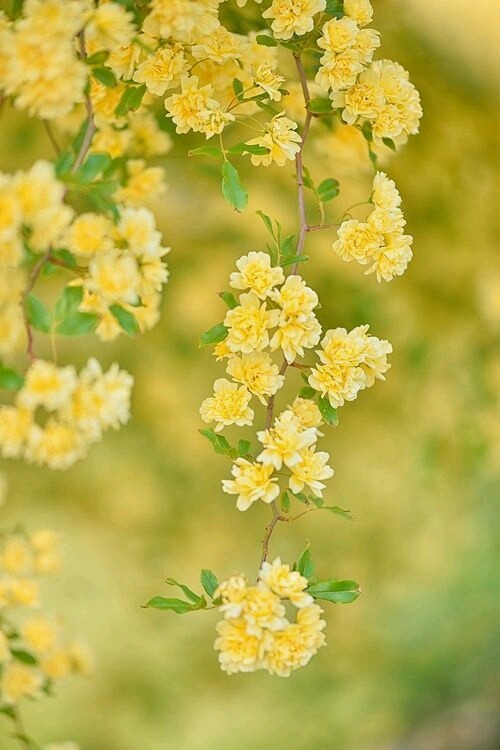 Yellow Flowers